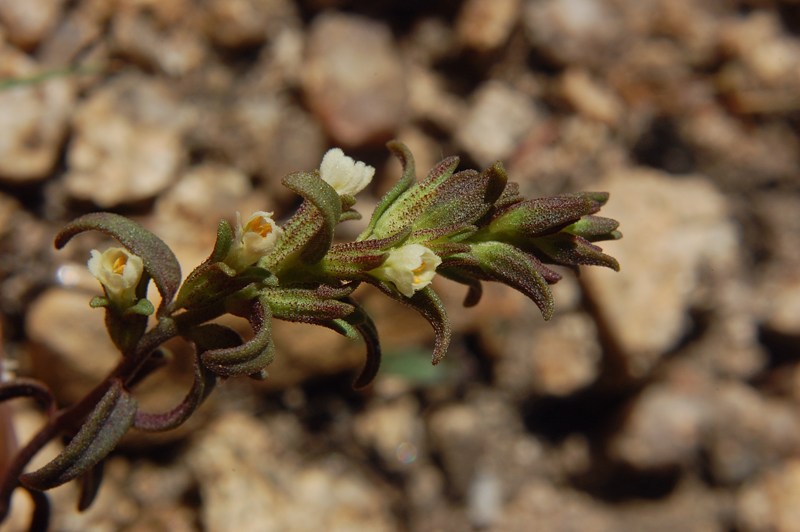 Odontites corsicus / Perlina sardo-corsa